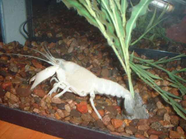 whitecrayfish1_1.JPG
