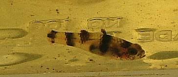 goby2-matang.jpg