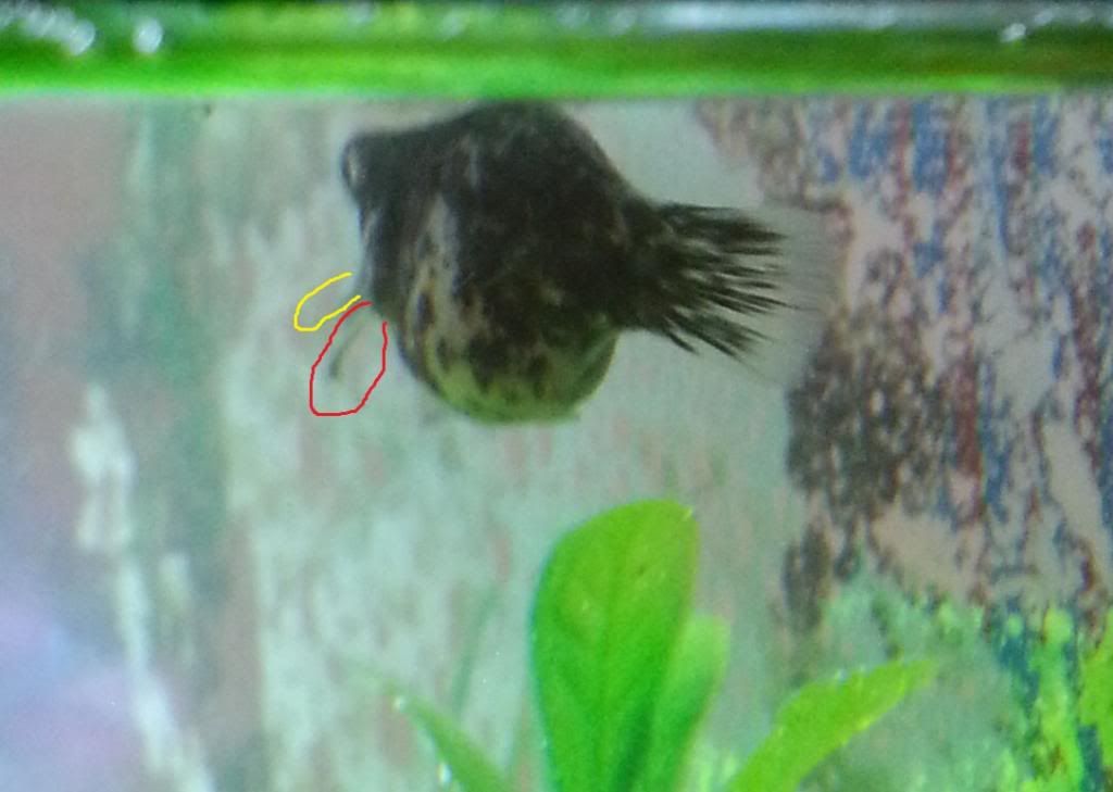 fish.jpg