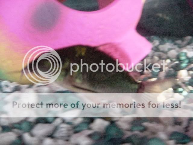 DSC00017.jpg
