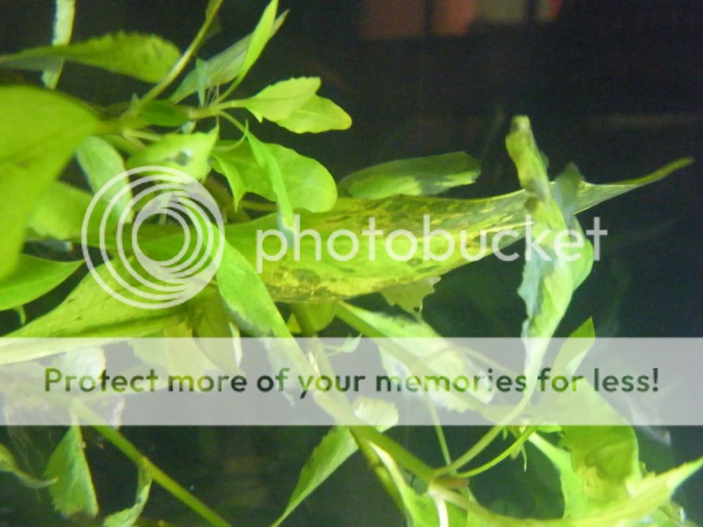 DSCF4486.jpg