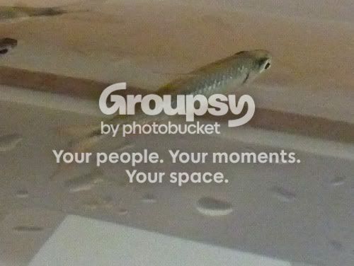 fishid3.jpg