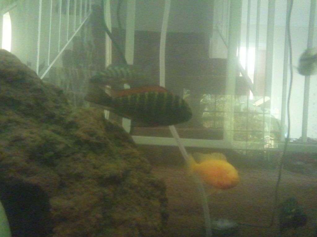 2012-08-06084418.jpg