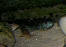 3spotincave2.jpg