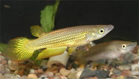 Aplocheilus_lineatus2.jpg