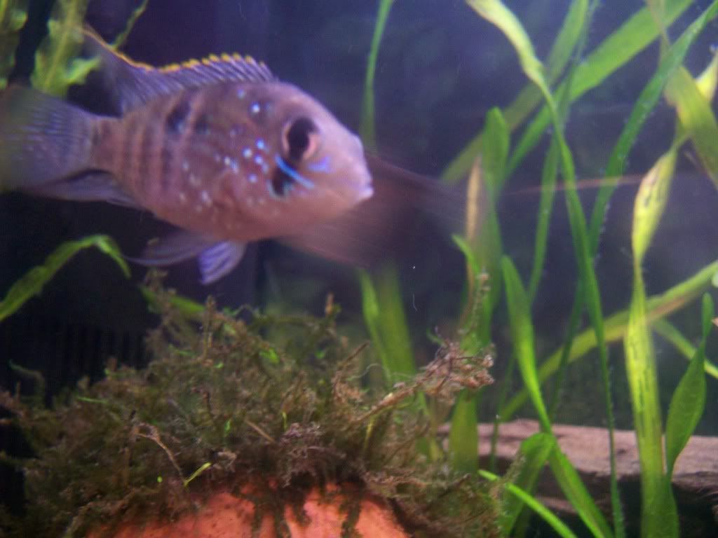 acara3012.jpg