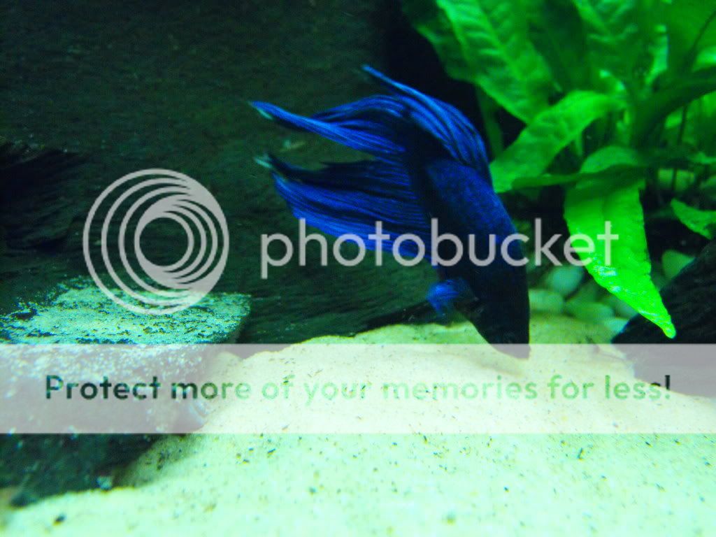 2010_1209babyfish0024.jpg
