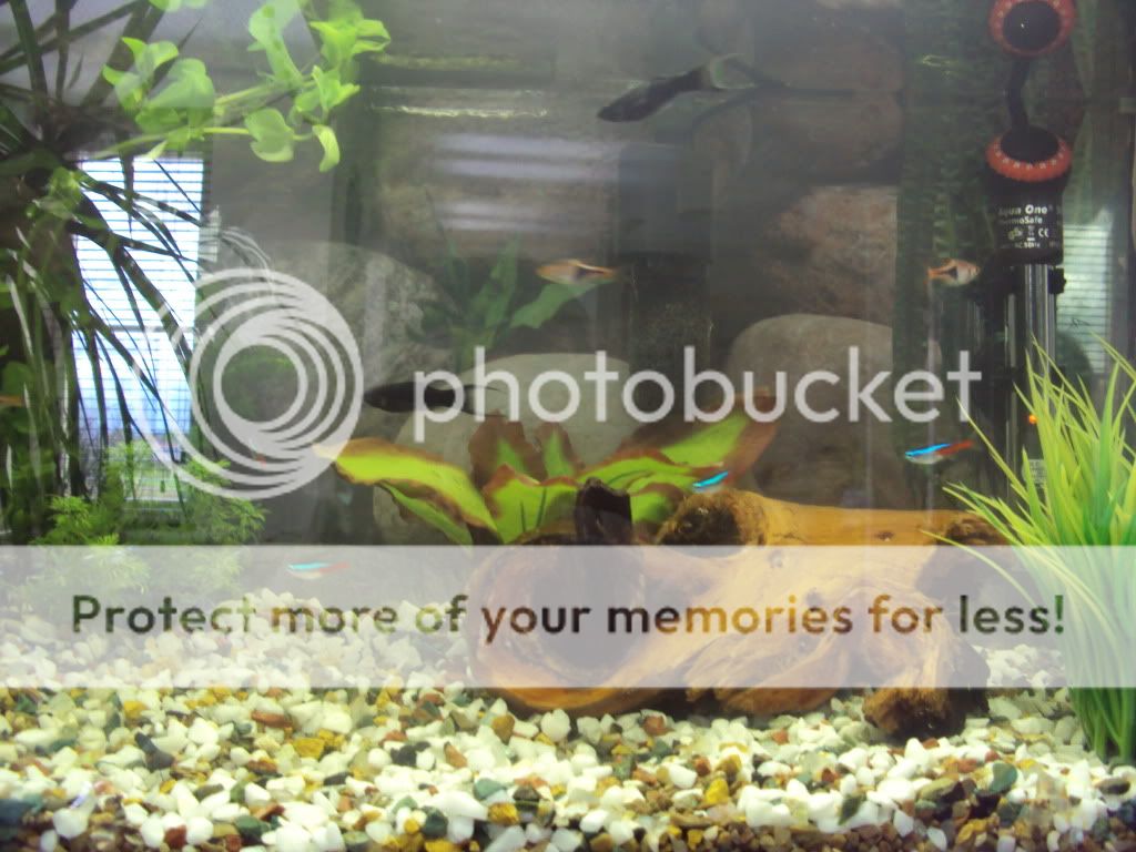 fishes3004.jpg