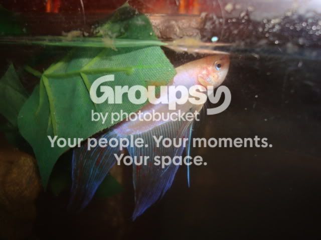 bettas014.jpg