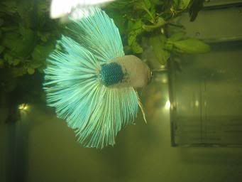 bettas010.jpg