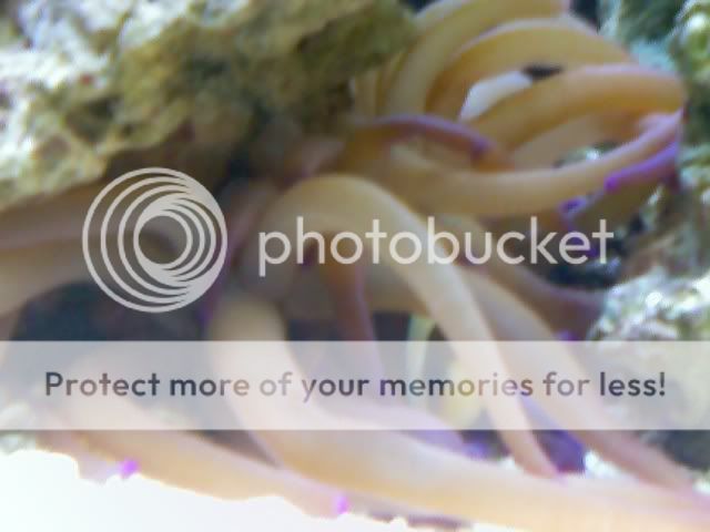 anemone-1.jpg