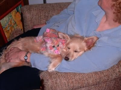 puppysocute.jpg