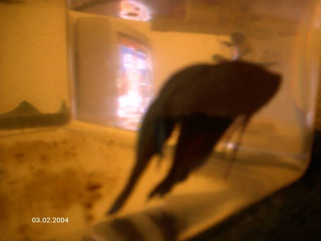 PICT0010.jpg