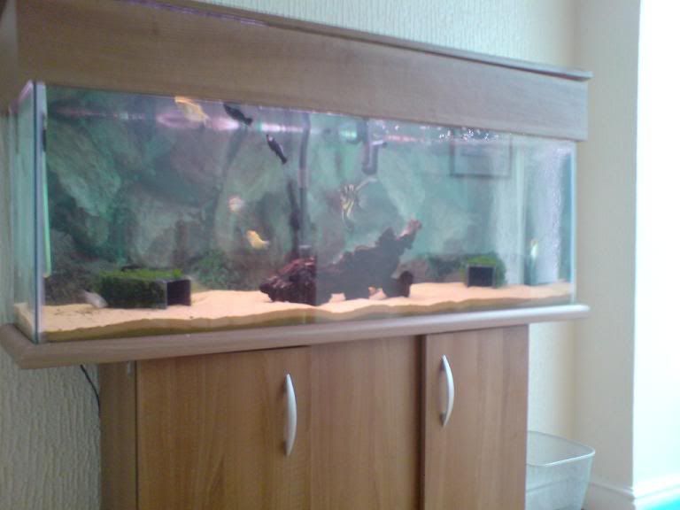 FishForum-Javamoss.jpg