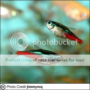 neontetra.jpg