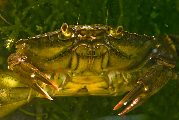 Rockpoolin___V_by_HairyToes.jpg