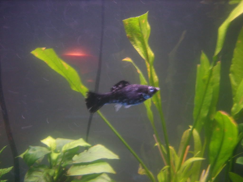fish025.jpg