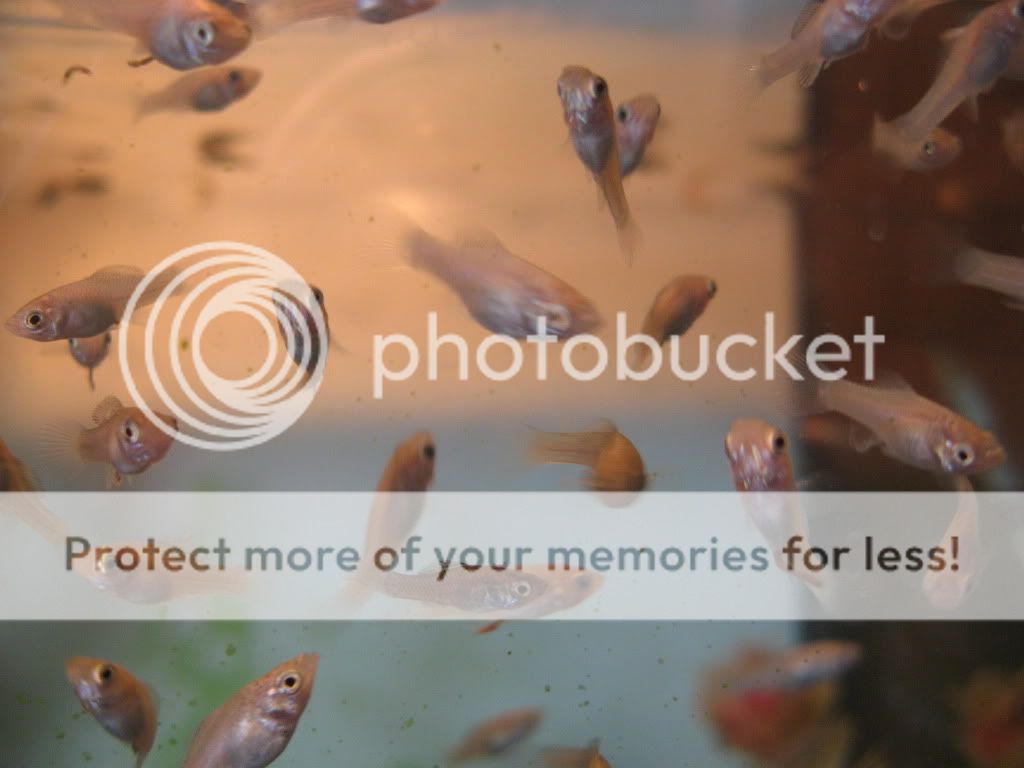 fish102.jpg