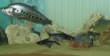 newtank1.jpg
