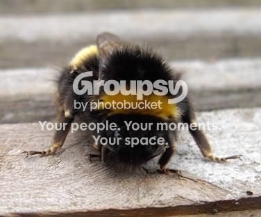 Buzz1.jpg