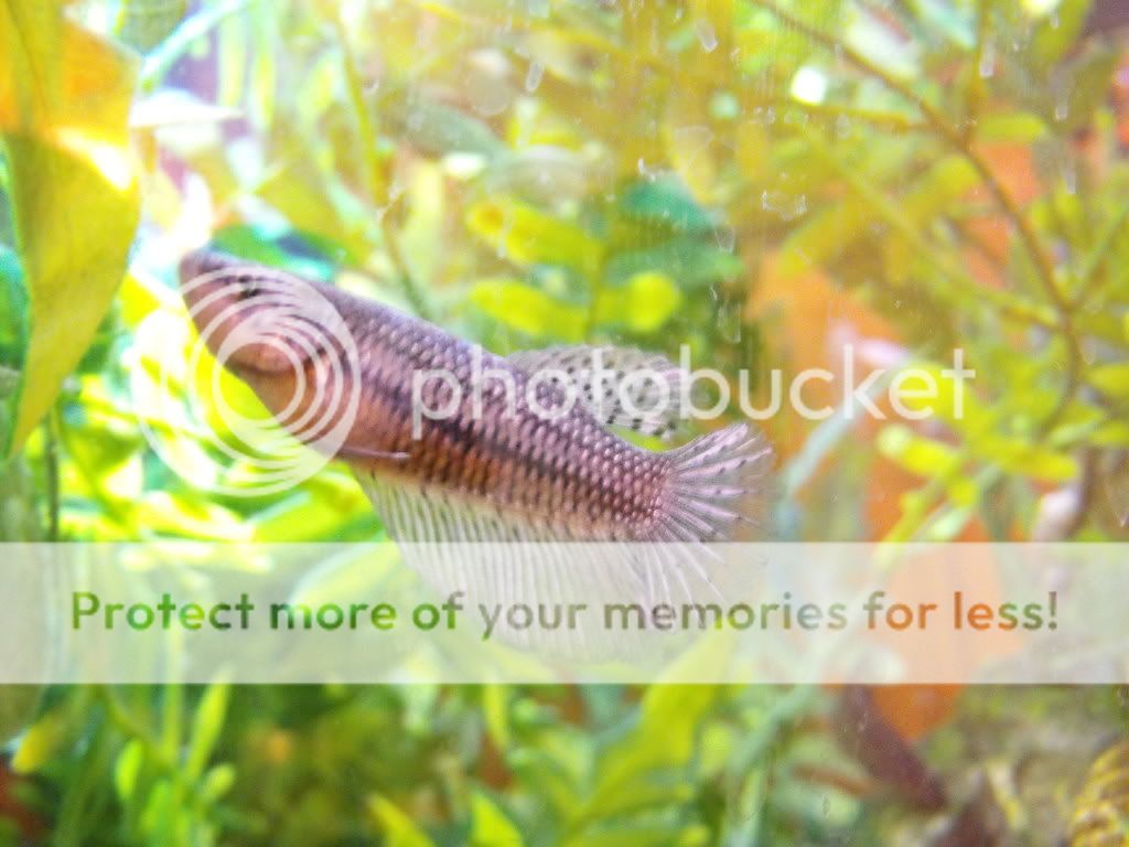 newfish002.jpg