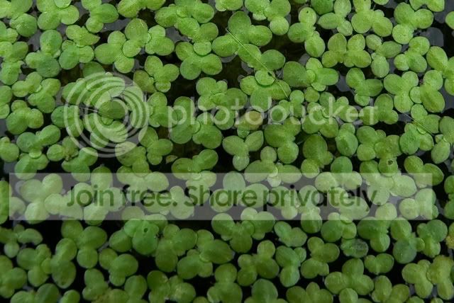 duckweed.jpg