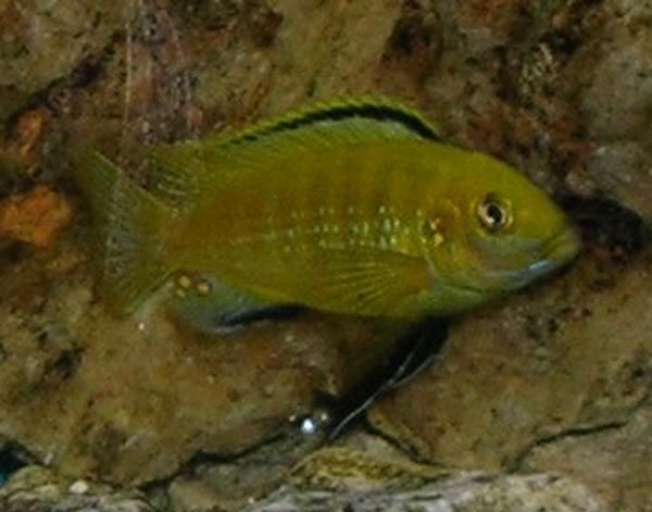 mbuna6.jpg