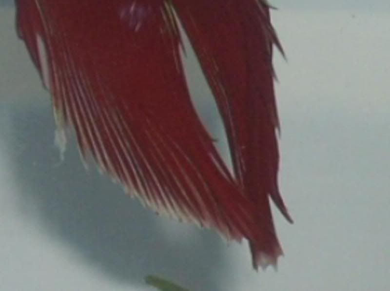 tempurafinsclose.jpg