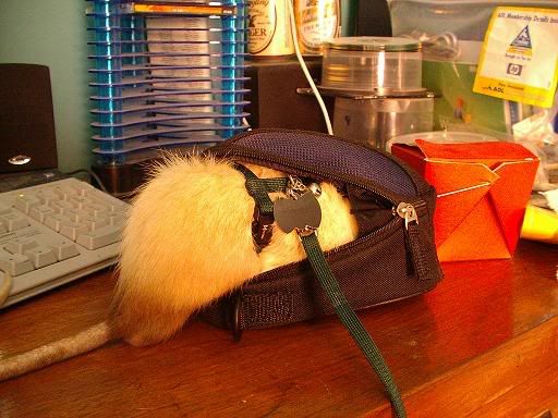 rat058.jpg