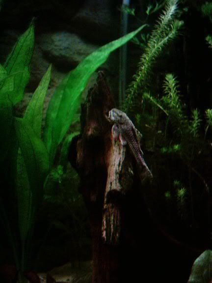Plec2.jpg