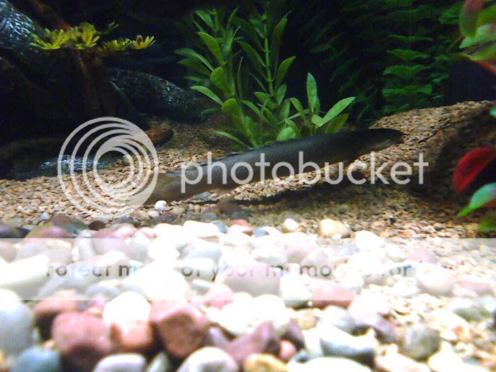 Bichir5.jpg