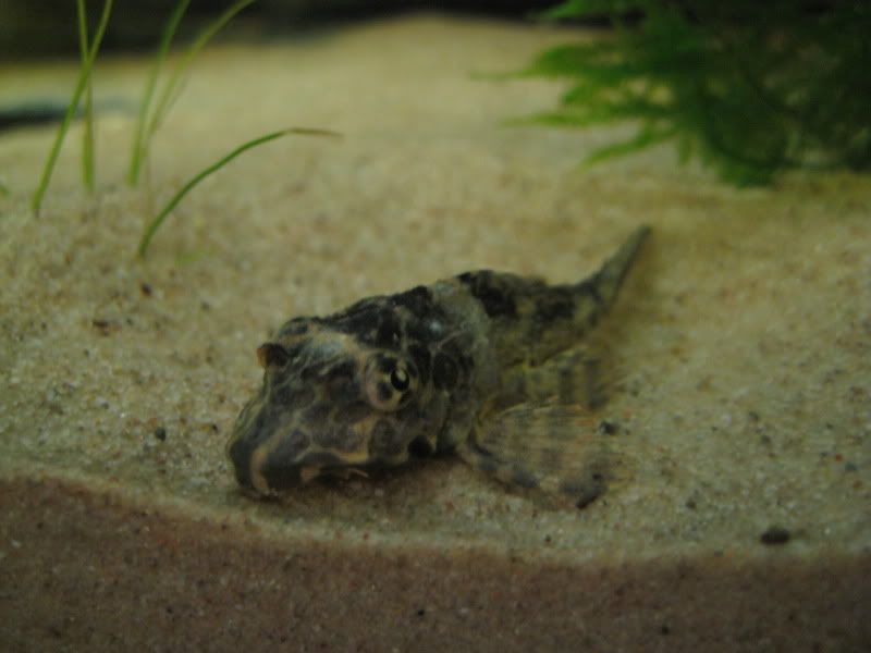 pleci001.jpg