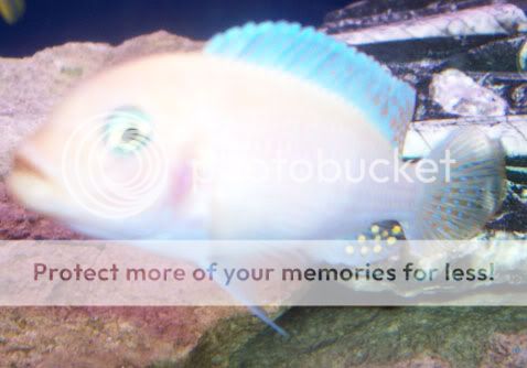 mest.jpg