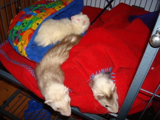 ferrets002.jpg