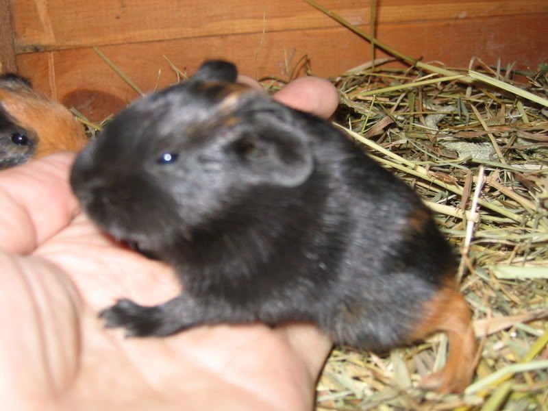 piggys017.jpg