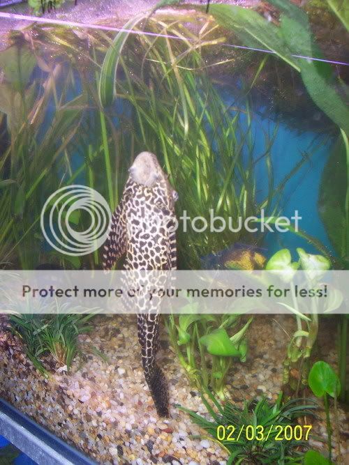pleco003.jpg