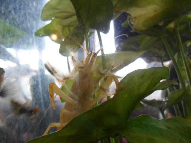 2435_shrimp.jpg