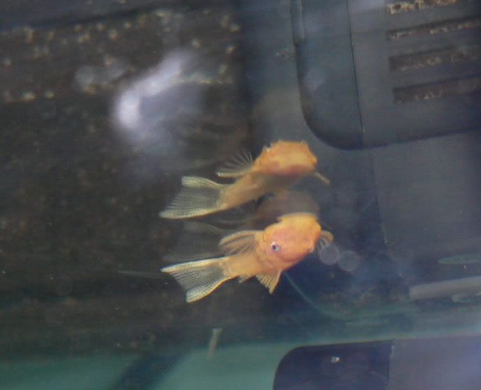 L144fry3.jpg