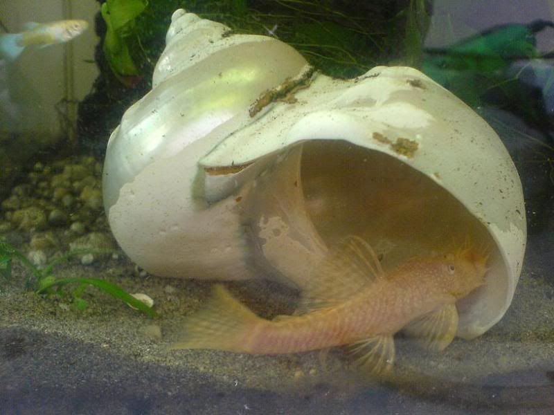 bristlenosemale3.jpg