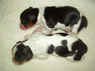 pup7.jpg