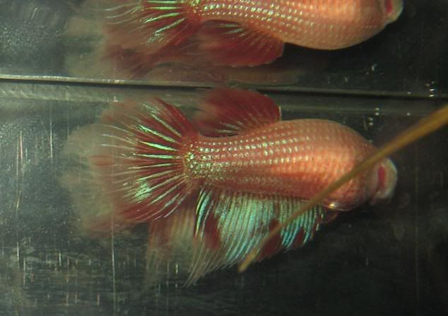 fish1185.jpg