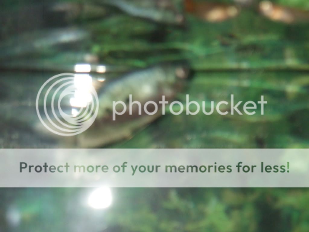 fishtankphotos090.jpg