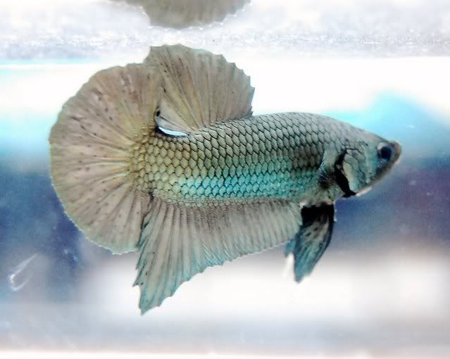 aquafiesta337.jpg