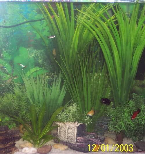 revampedtank004.jpg