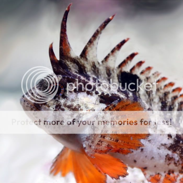 waspfishpretty700.jpg