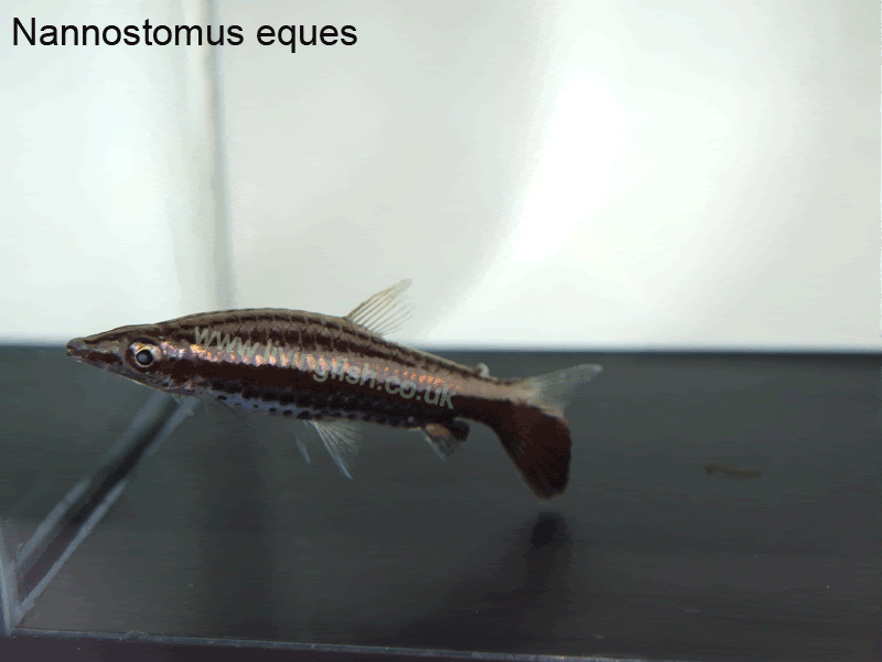 Nannostomus-eques-2.gif