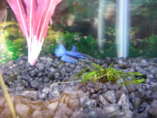 fish083.jpg