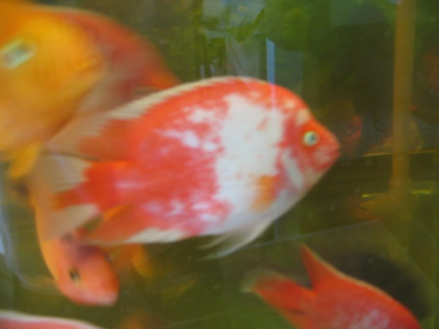 updatedfishforsale003.jpg