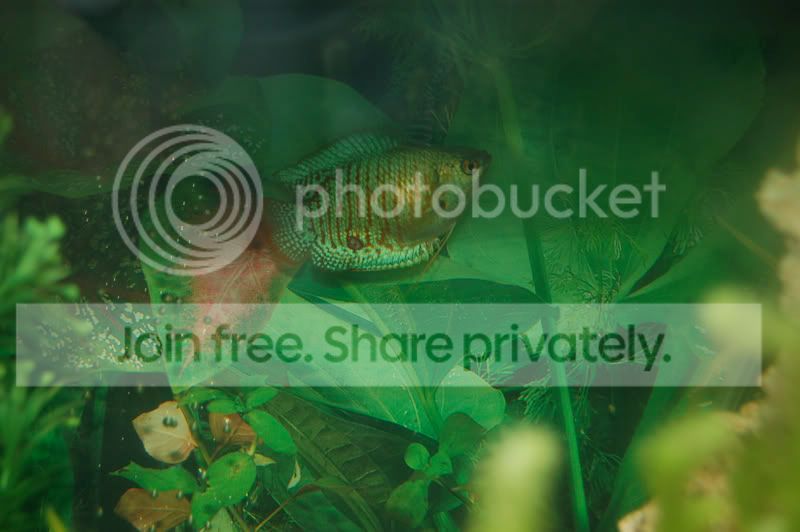 gourami.jpg