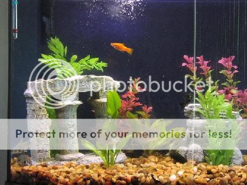 OfficeTank5.jpg